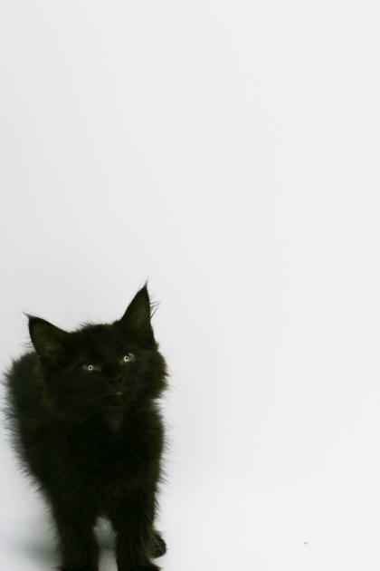 Gamora, a Adoptable Domestic Short Hair in Morton Grove, IL image 1/2