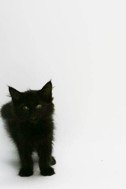 Gamora, a Adoptable Domestic Short Hair in Morton Grove, IL image 2/2