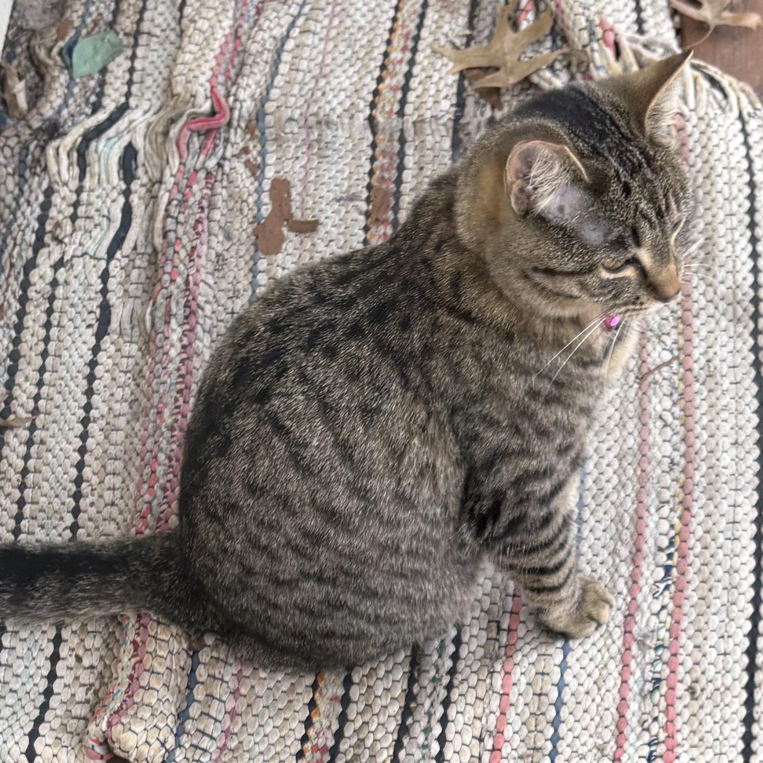 Princess, ADOPTABLE, Young Female Domestic Short Hair.