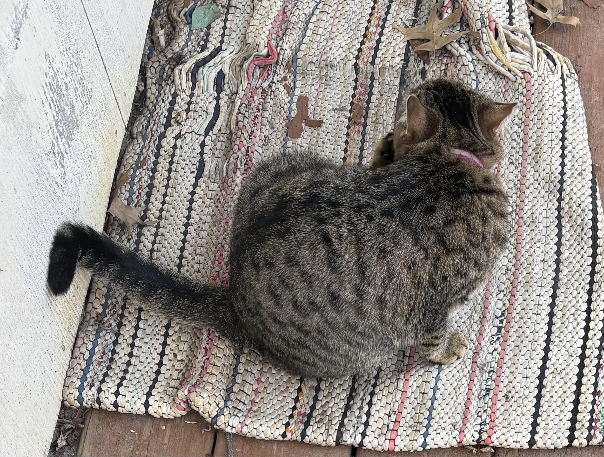 Enlarge Princess, a ADOPTABLE Domestic Short Hair in Unionville, MO image 2/2