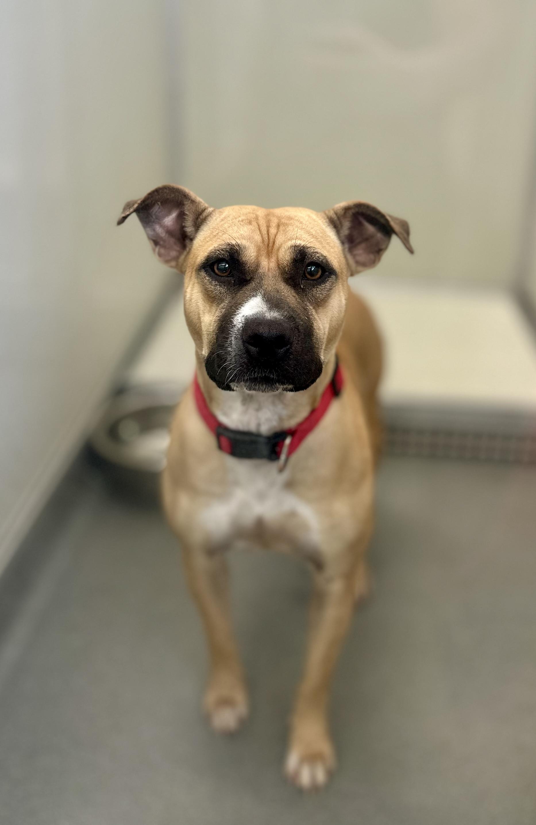 Fawna #4031 (807), a Adoptable Pit Bull Terrier in Victorville, CA image 1/2