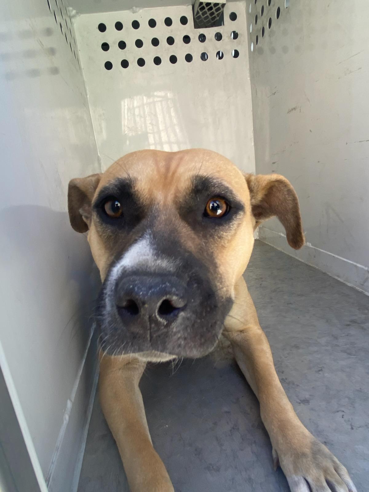 Fawna #4031 (807), Adoptable, Adult Female Pit Bull Terrier.