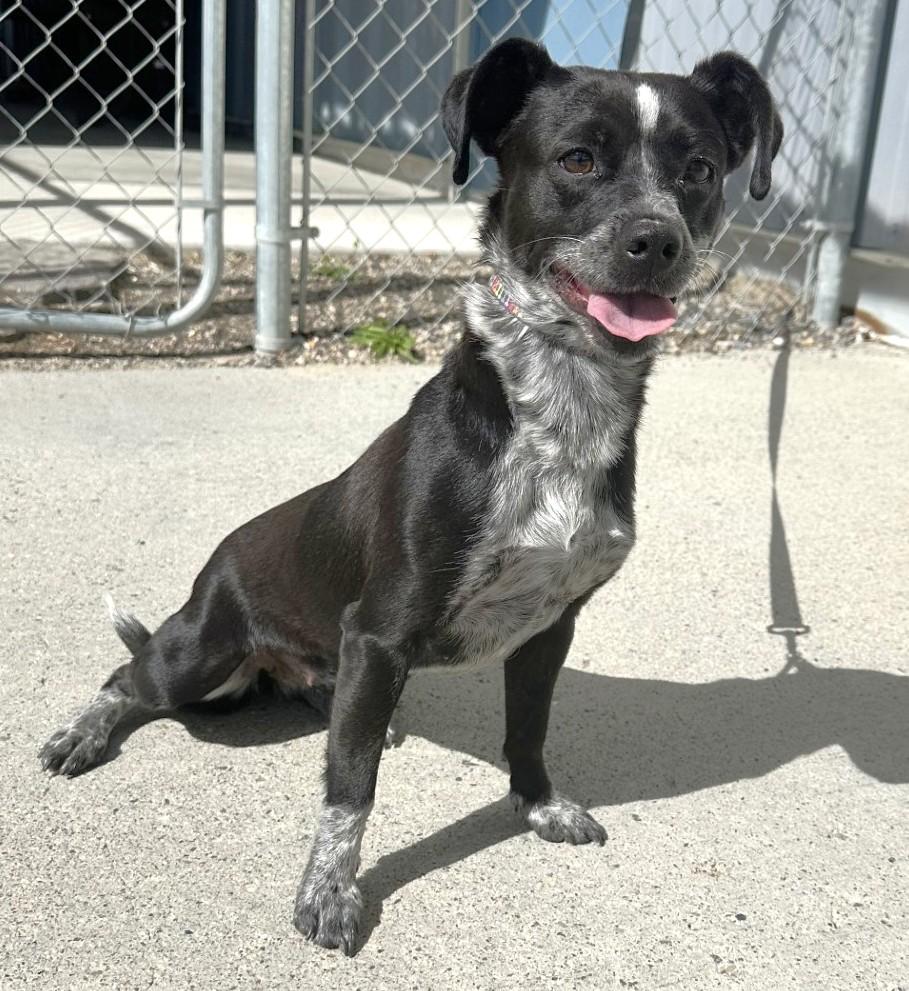 61681826, ADOPTABLE, Adult Female Chihuahua.