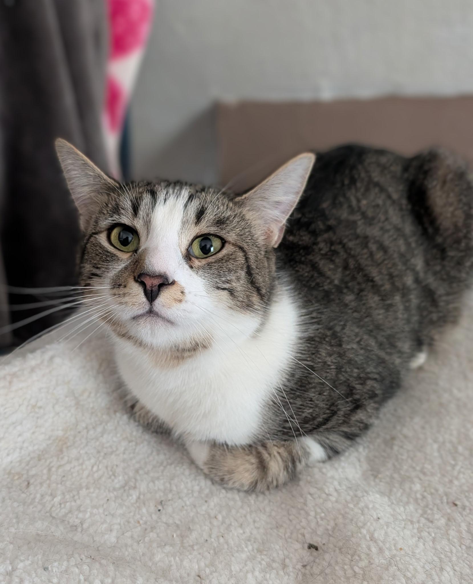 Frost, Adoptable, Adult Male Domestic Short Hair.