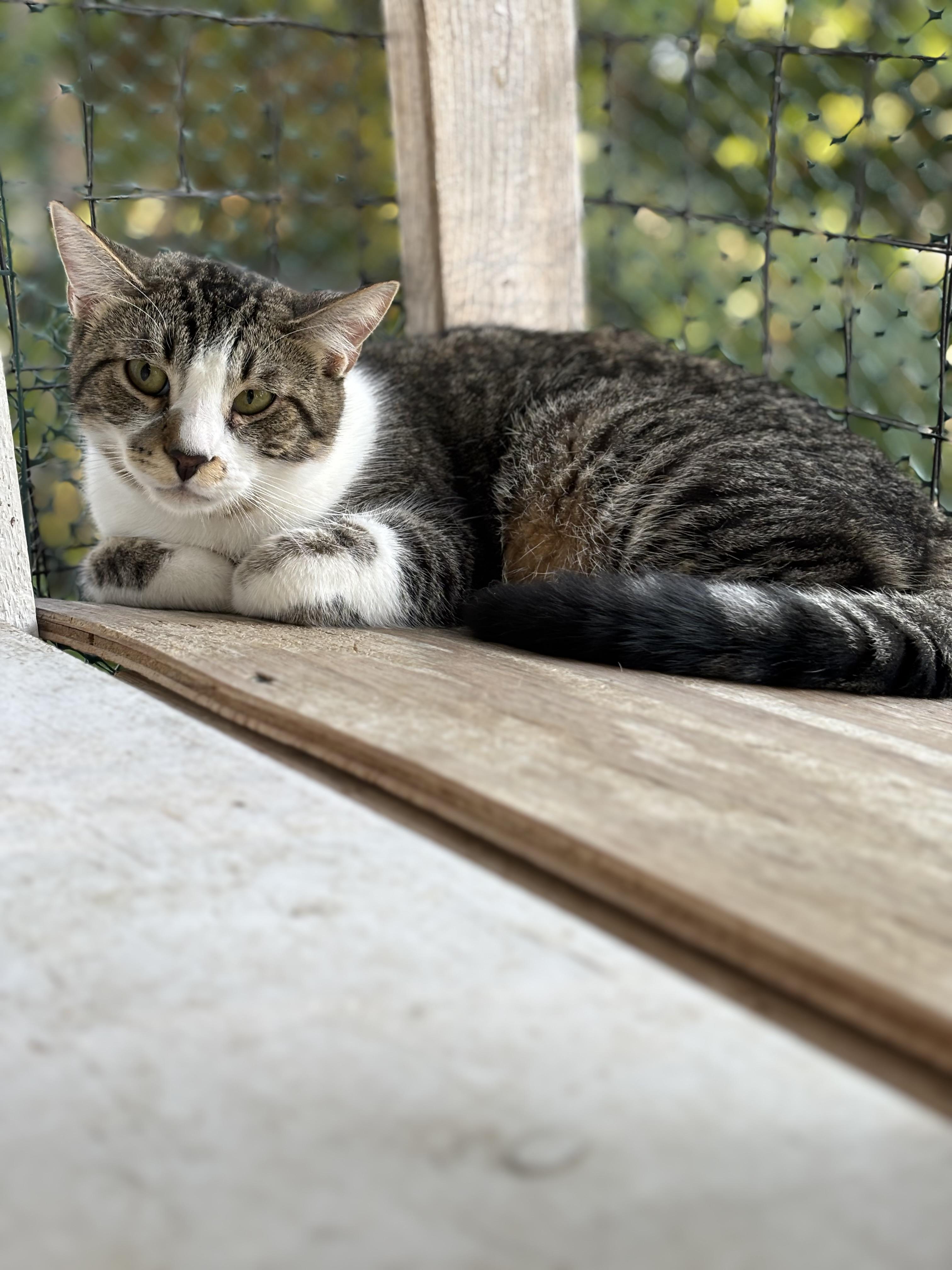 Enlarge Frost, a Adoptable Domestic Short Hair in Pittsburgh, PA image 1/5