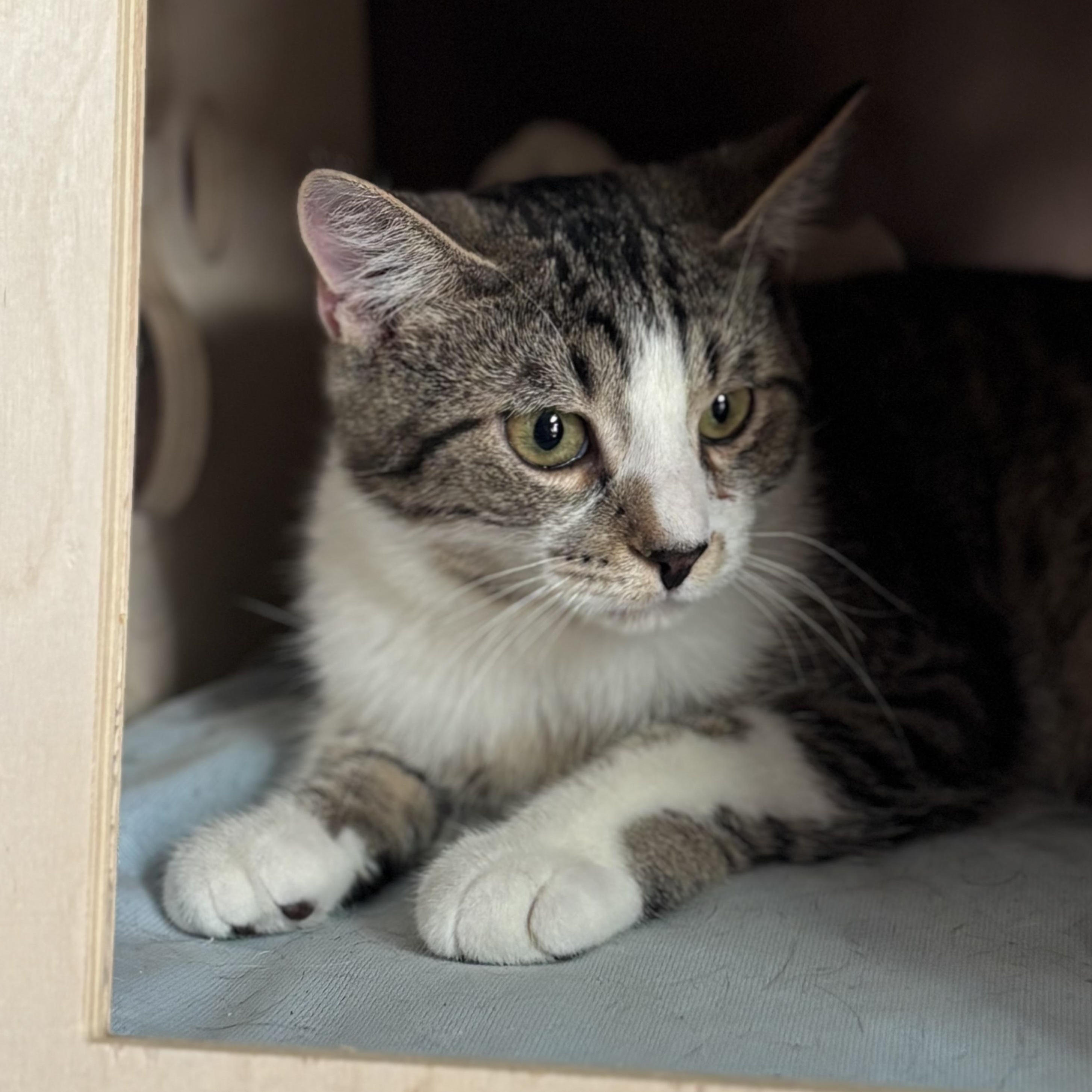 Frost, Adoptable, Young Male Domestic Short Hair.