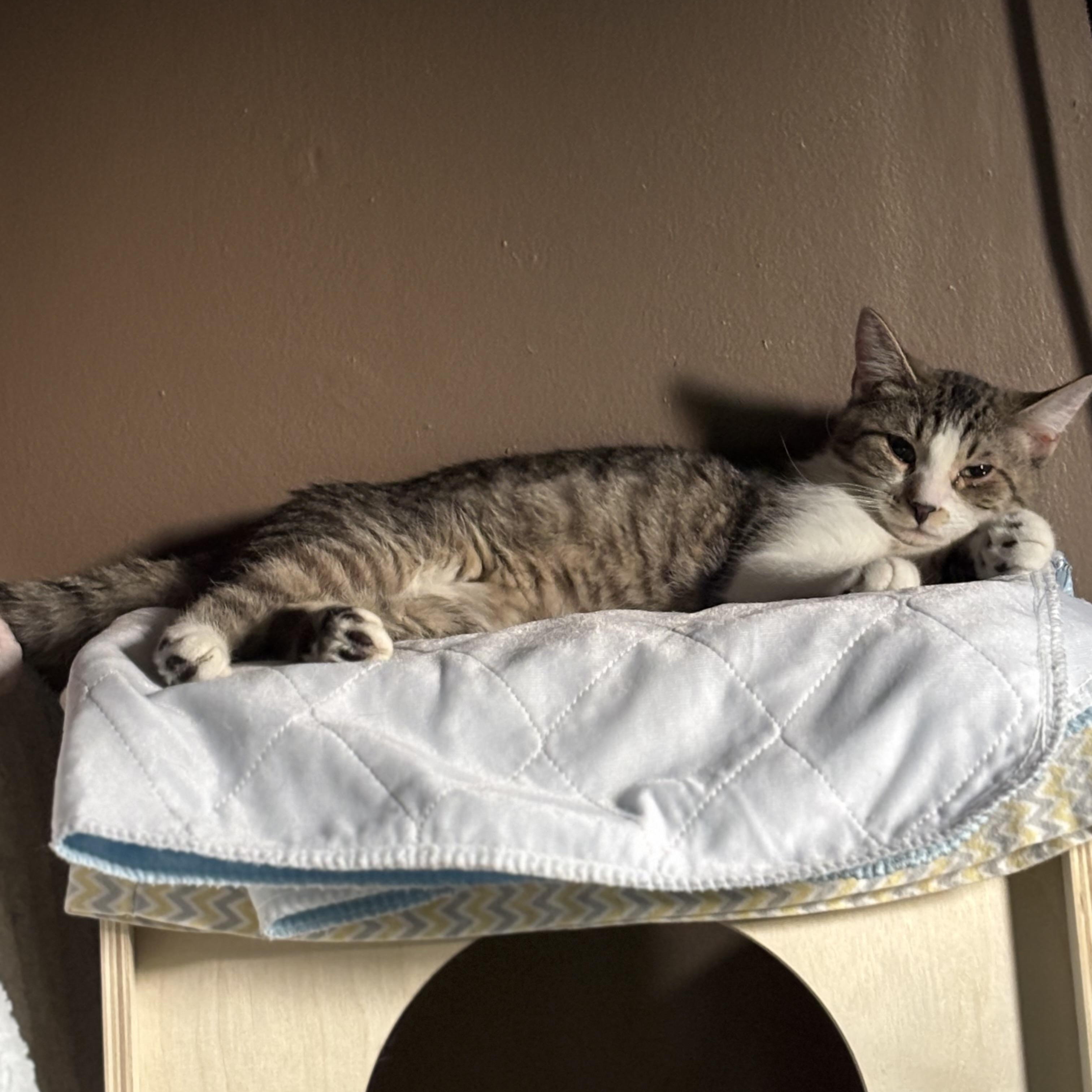 Enlarge Frost, a Adoptable Domestic Short Hair in Pittsburgh, PA image 4/4