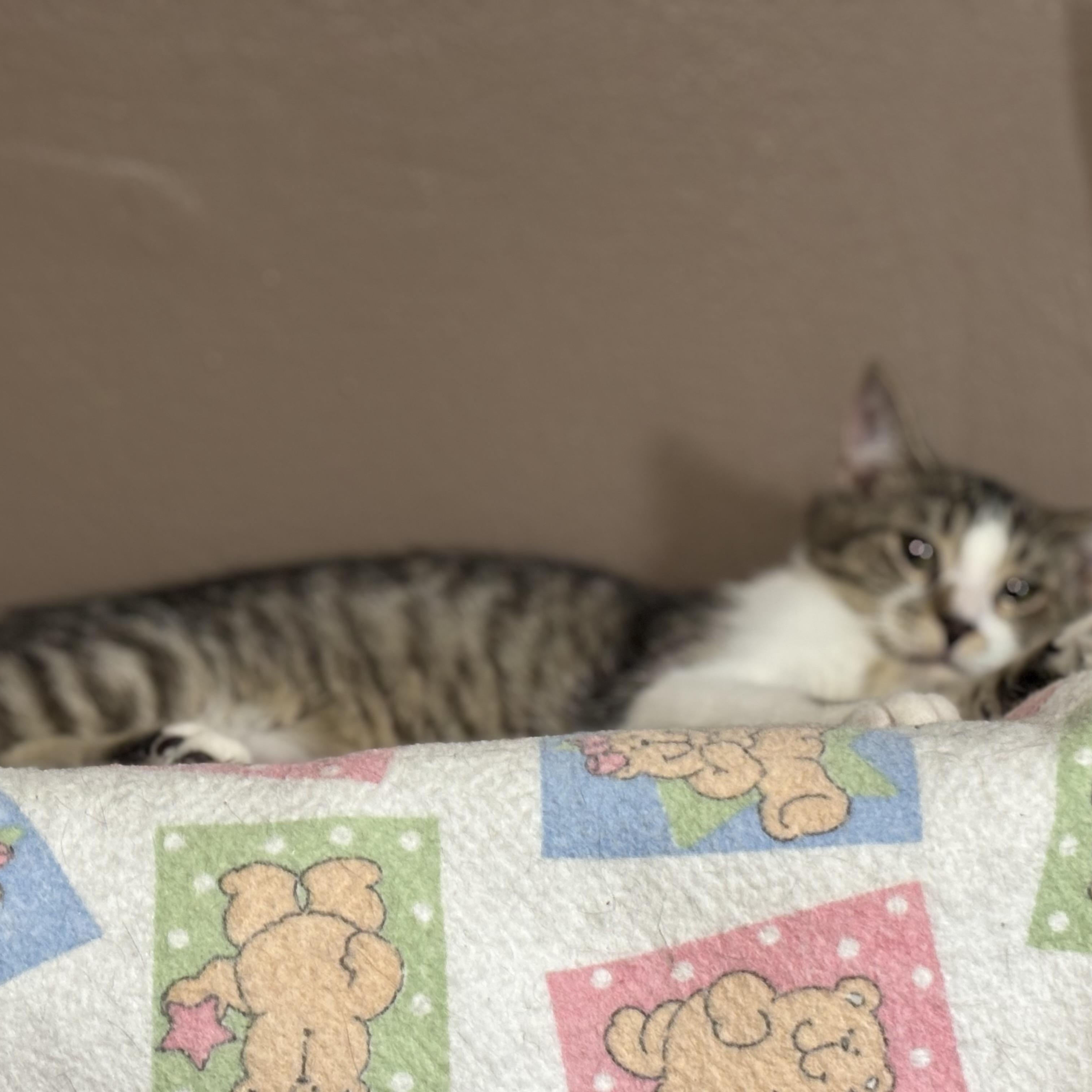 Enlarge Frost, a Adoptable Domestic Short Hair in Pittsburgh, PA image 3/5