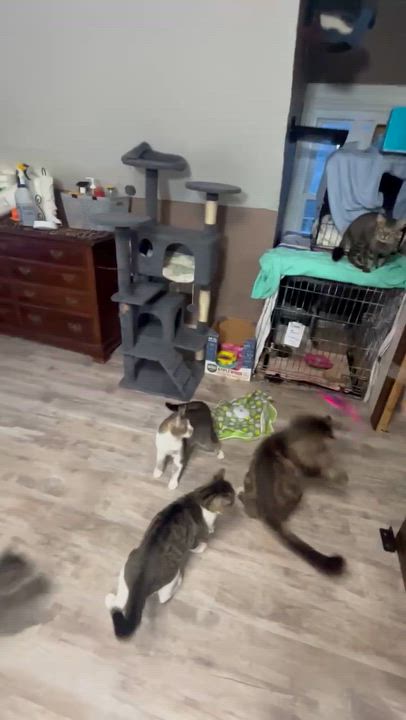 Enlarge Frost, a Adoptable Domestic Short Hair in Pittsburgh, PA video 2/4