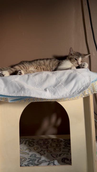 Enlarge Frost, a Adoptable Domestic Short Hair in Pittsburgh, PA video 5/5