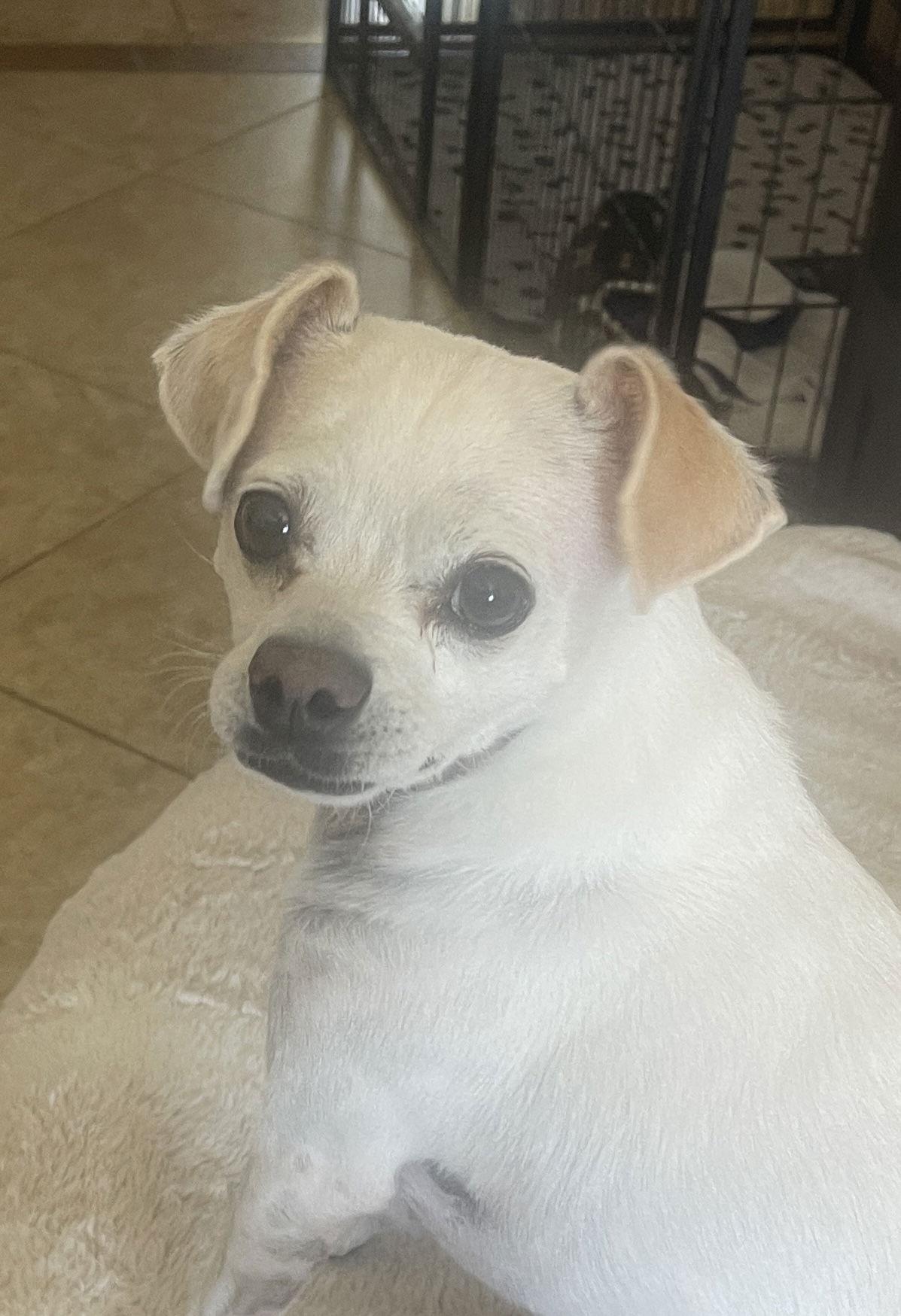 Stuart, a Adoptable mixed breed in Glendale, AZ image 1/3