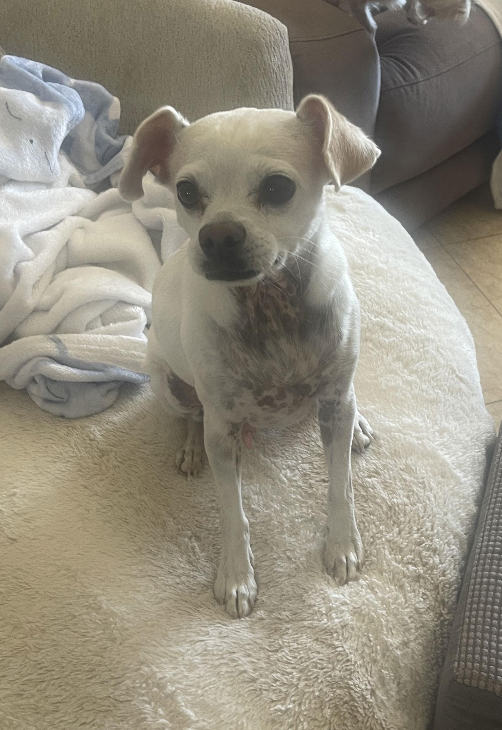 Stuart, a Adoptable mixed breed in Glendale, AZ image 2/3