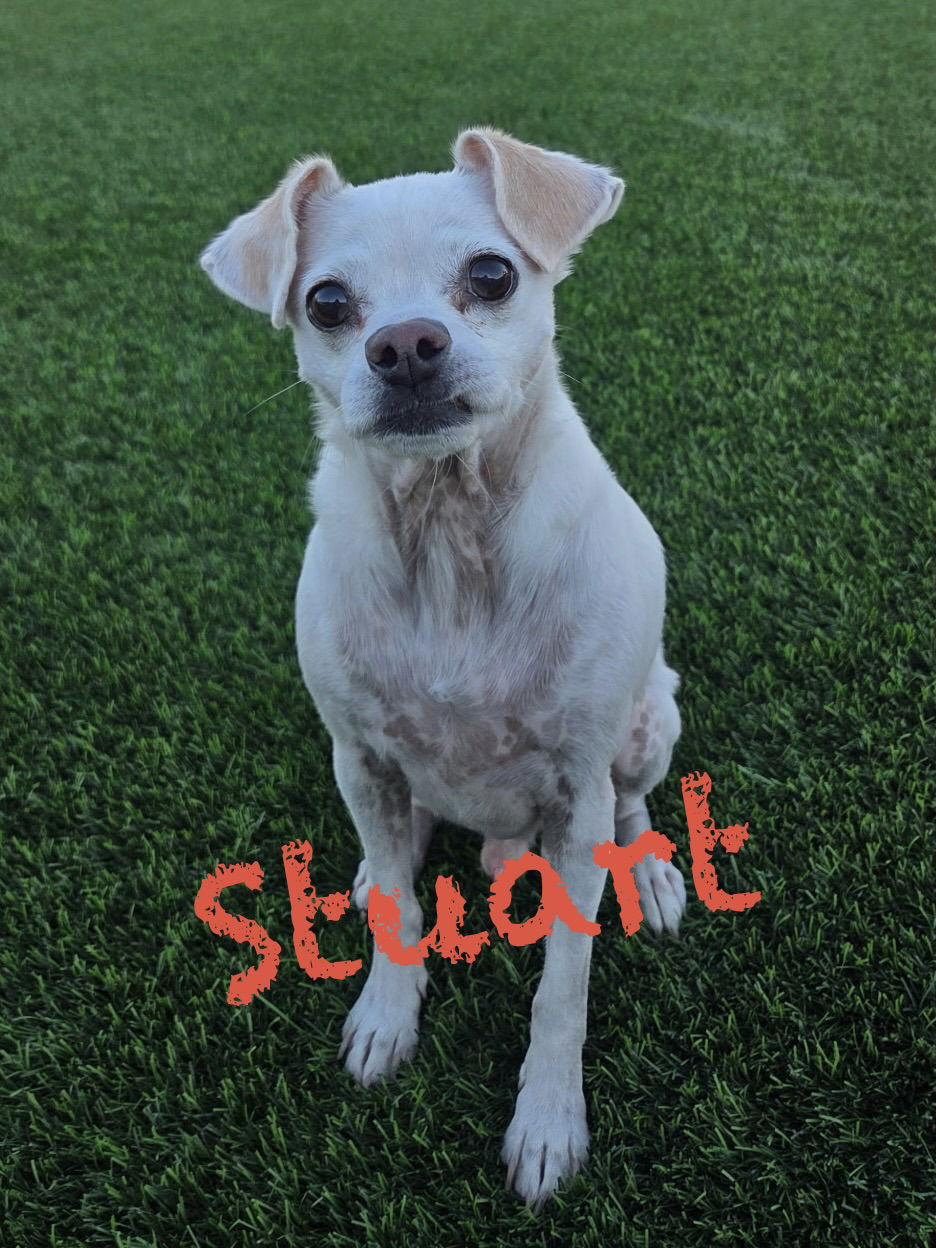 Stuart, a Adoptable mixed breed in Glendale, AZ image 3/3