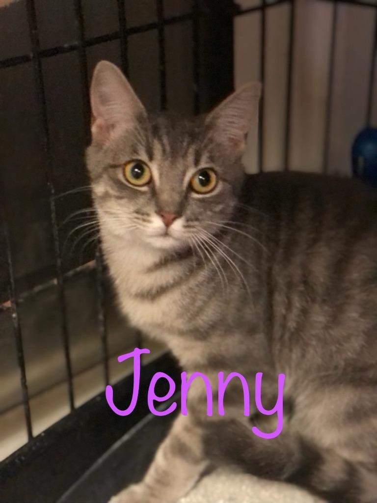 JENNY, a Adoptable mixed breed in New Bern, NC image 2/3
