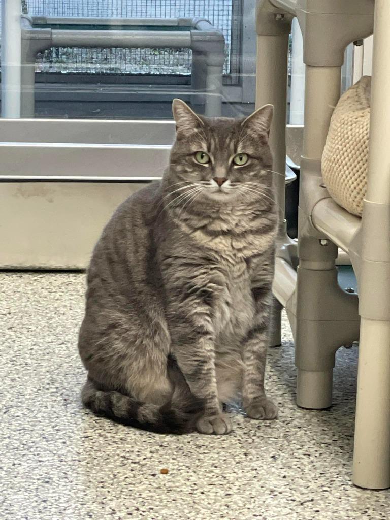 JENNY, a Adoptable mixed breed in New Bern, NC image 3/3