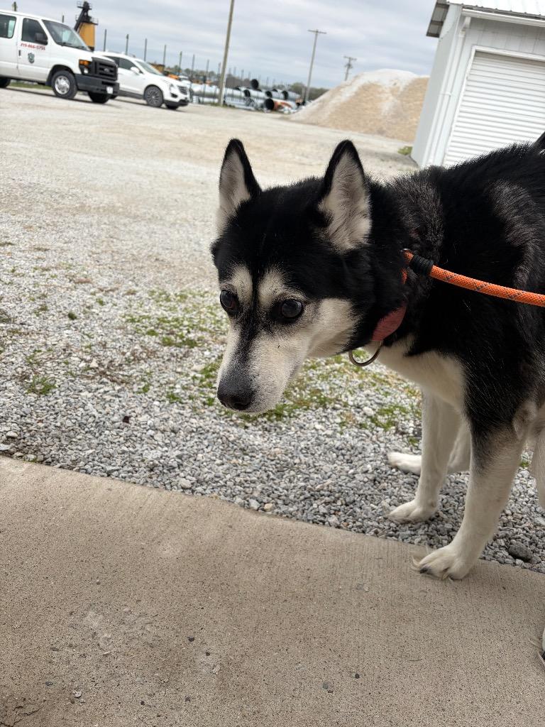 Kila, Adoptable, Senior Female Siberian Husky.