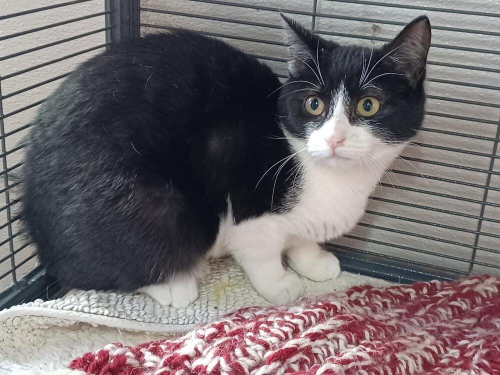 Gloria, Adoptable, Kitten Female Domestic Short Hair.