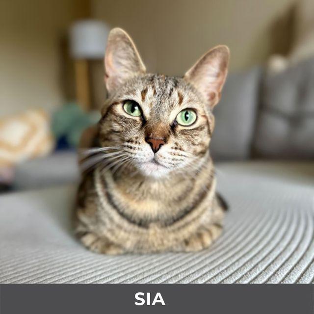 Sia, ADOPTABLE, Adult Female Domestic Short Hair.