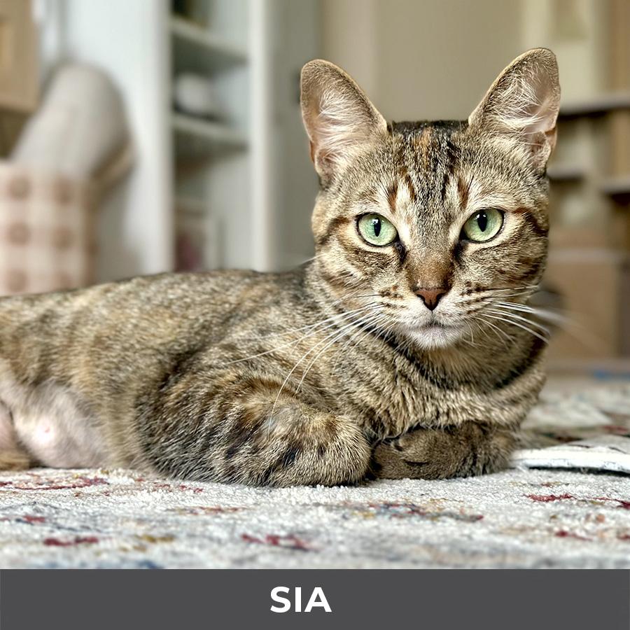 Enlarge Sia, a ADOPTABLE Domestic Short Hair in Etobicoke, ON image 3/6