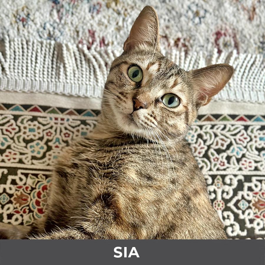 Enlarge Sia, a ADOPTABLE Domestic Short Hair in Etobicoke, ON image 5/6