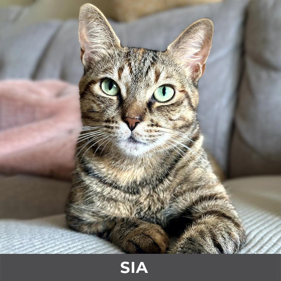 Enlarge Sia, a ADOPTABLE Domestic Short Hair in Etobicoke, ON image 2/6