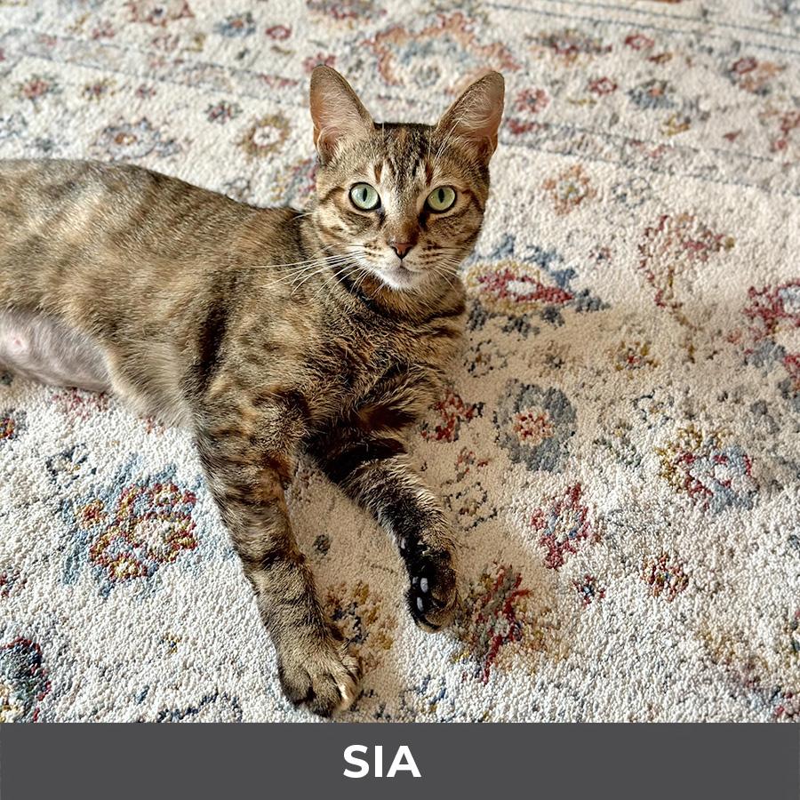 Enlarge Sia, a ADOPTABLE Domestic Short Hair in Etobicoke, ON image 6/6