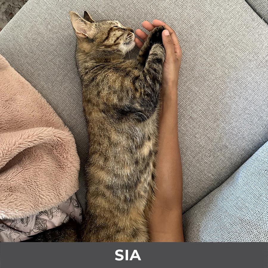 Enlarge Sia, a ADOPTABLE Domestic Short Hair in Etobicoke, ON image 4/6