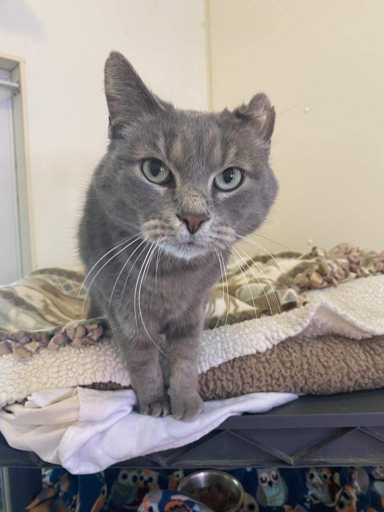 Jacko — thumbnail 2