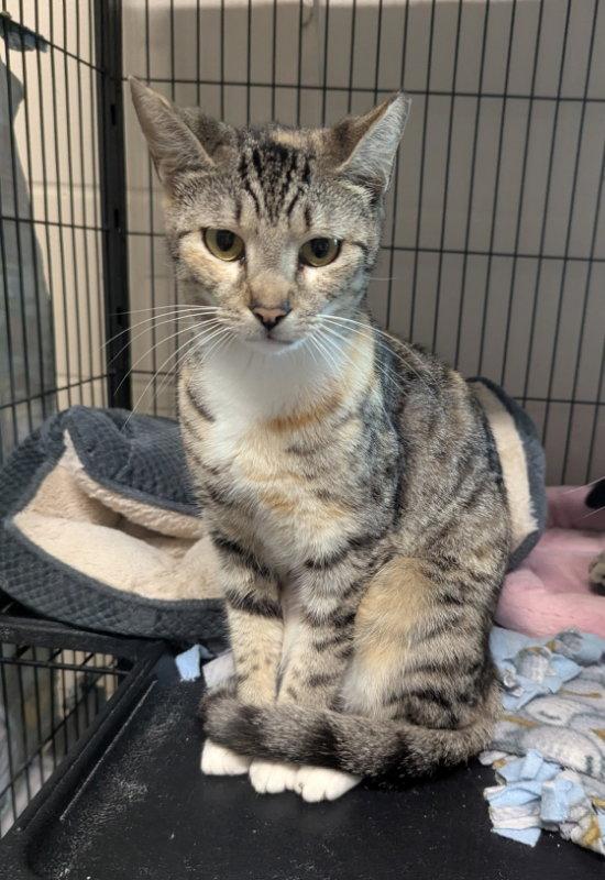 Kenya, Adoptable, Adult Female Tabby & Calico.