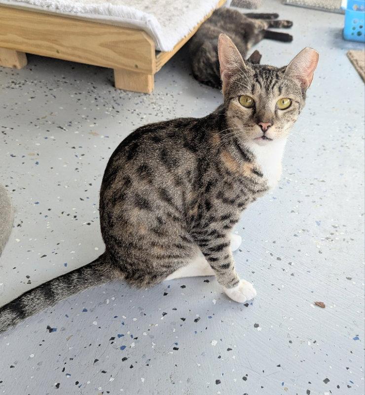 Kenya, a Adoptable mixed breed in Ocala, FL image 2/3