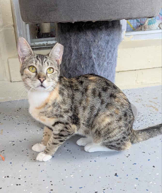Kenya, a Adoptable mixed breed in Ocala, FL image 3/3