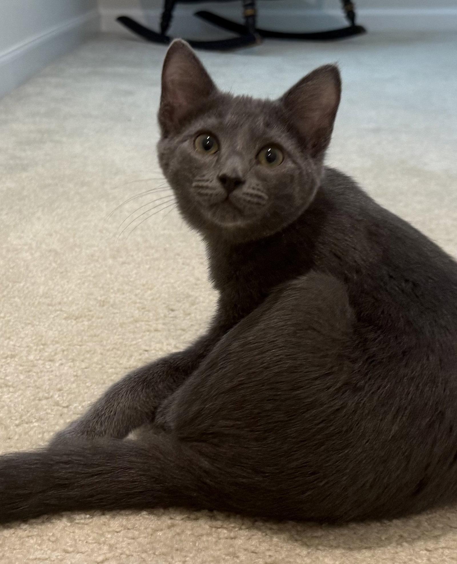 Enlarge *Cache, a Adopted Domestic Short Hair in Forest, VA image 1/2