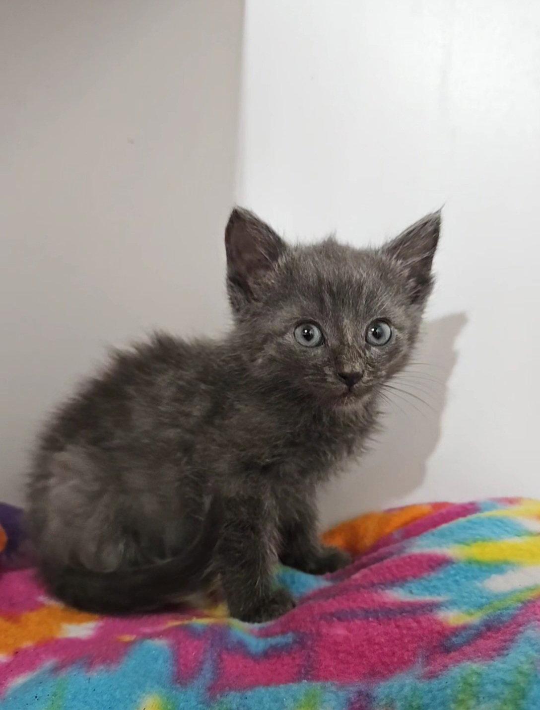 Enlarge *Cache, a Adopted Domestic Short Hair in Forest, VA image 2/2