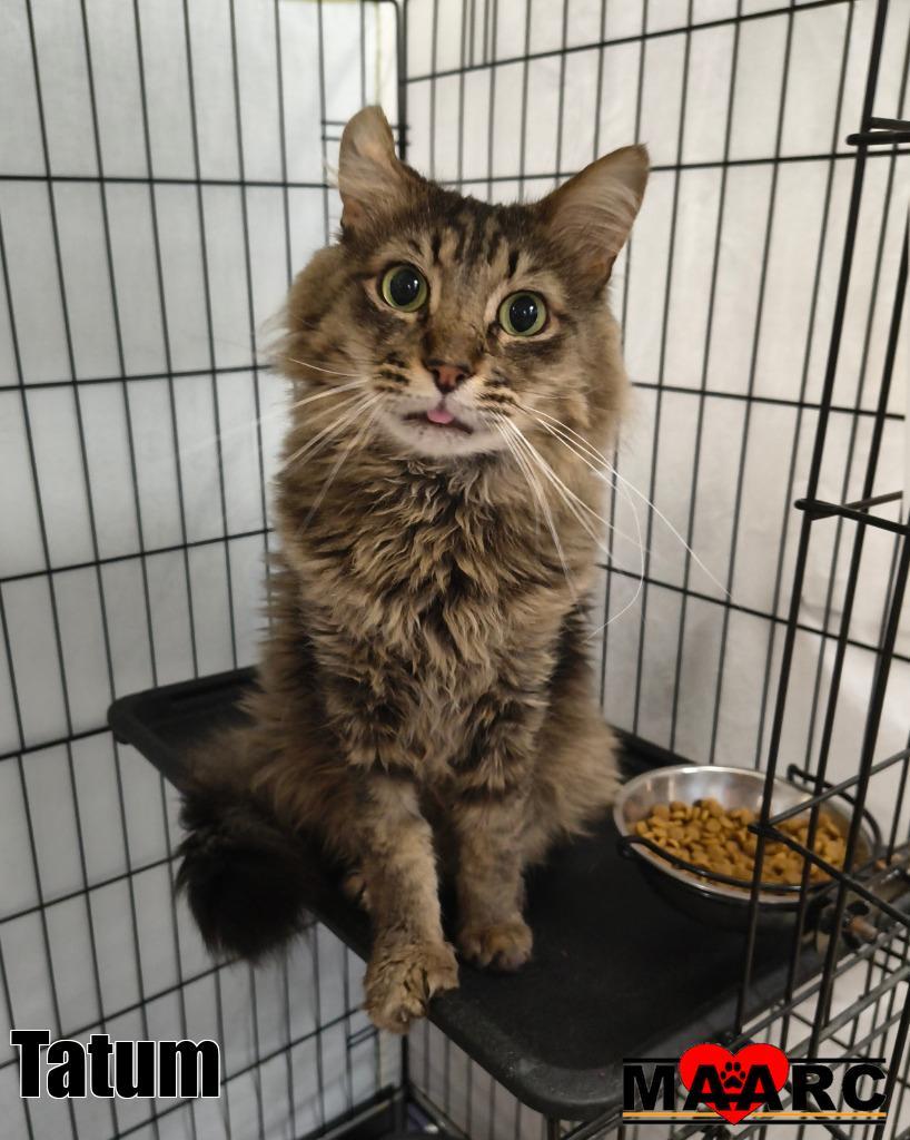 Tatum, a Adoptable mixed breed in Maryville, TN image 3/3
