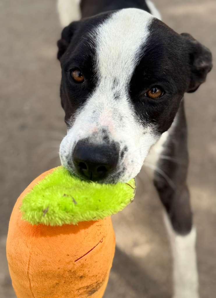 Enlarge Frieda, a Adoptable mixed breed in Inglewood, CA image 4/6