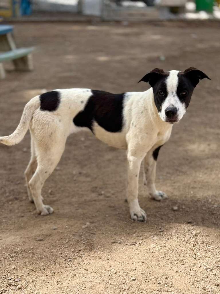 Frieda, Adoptable, Young Female Border Collie.