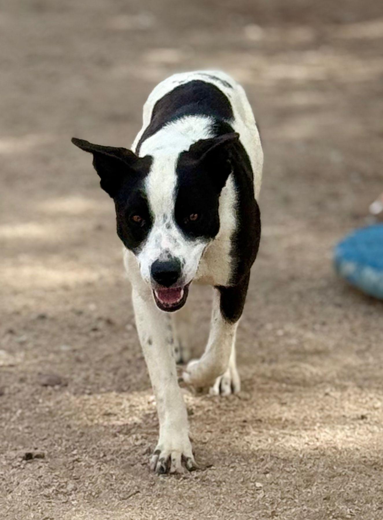 Enlarge Frieda, a Adoptable mixed breed in Inglewood, CA image 3/6