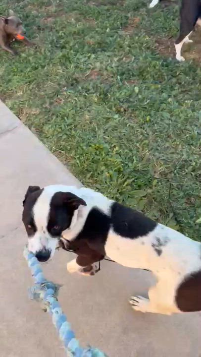 Enlarge Frieda, a Adoptable mixed breed in Inglewood, CA video 6/6