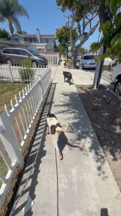 Enlarge Frieda, a Adoptable mixed breed in Inglewood, CA video 2/6