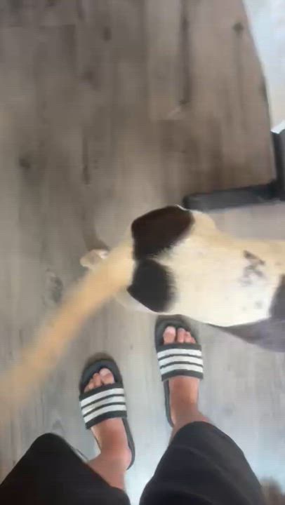 Enlarge Frieda, a Adoptable mixed breed in Inglewood, CA video 5/6