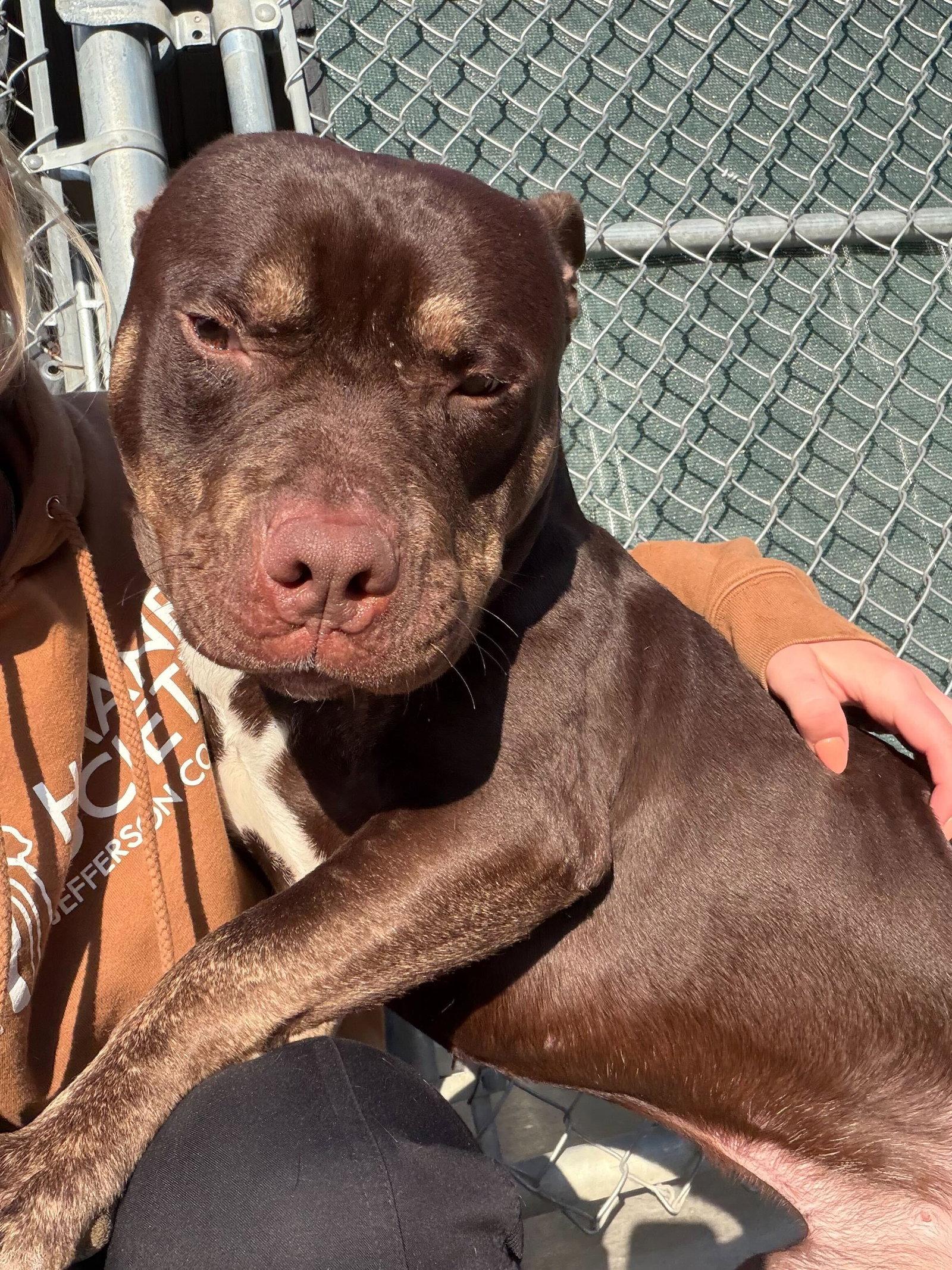 Enlarge Broly - Name Your Own Adoption Fee!, a ADOPTABLE mixed breed in Jefferson, WI image 2/4