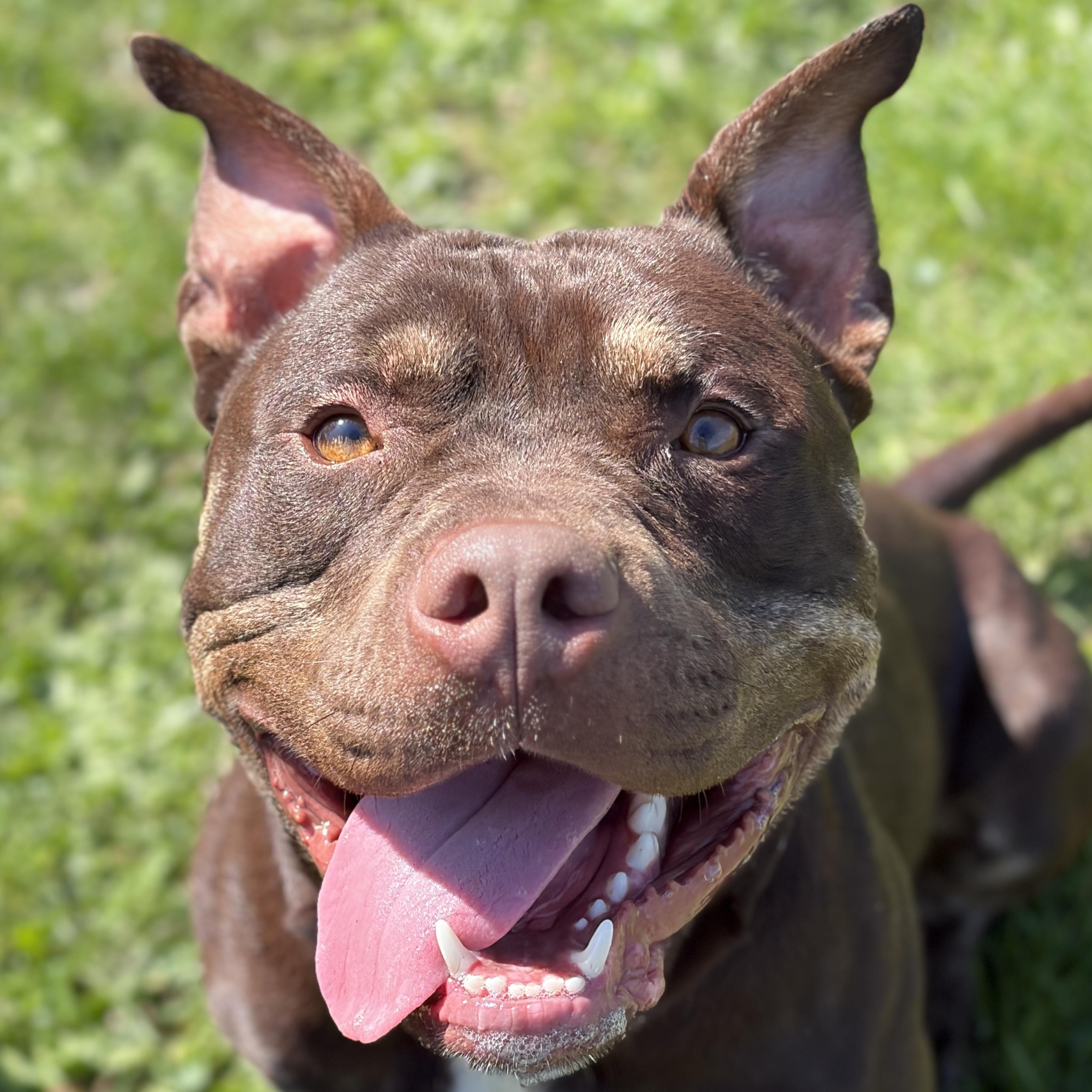 Enlarge Broly - Name Your Own Adoption Fee!, a ADOPTABLE mixed breed in Jefferson, WI image 1/4