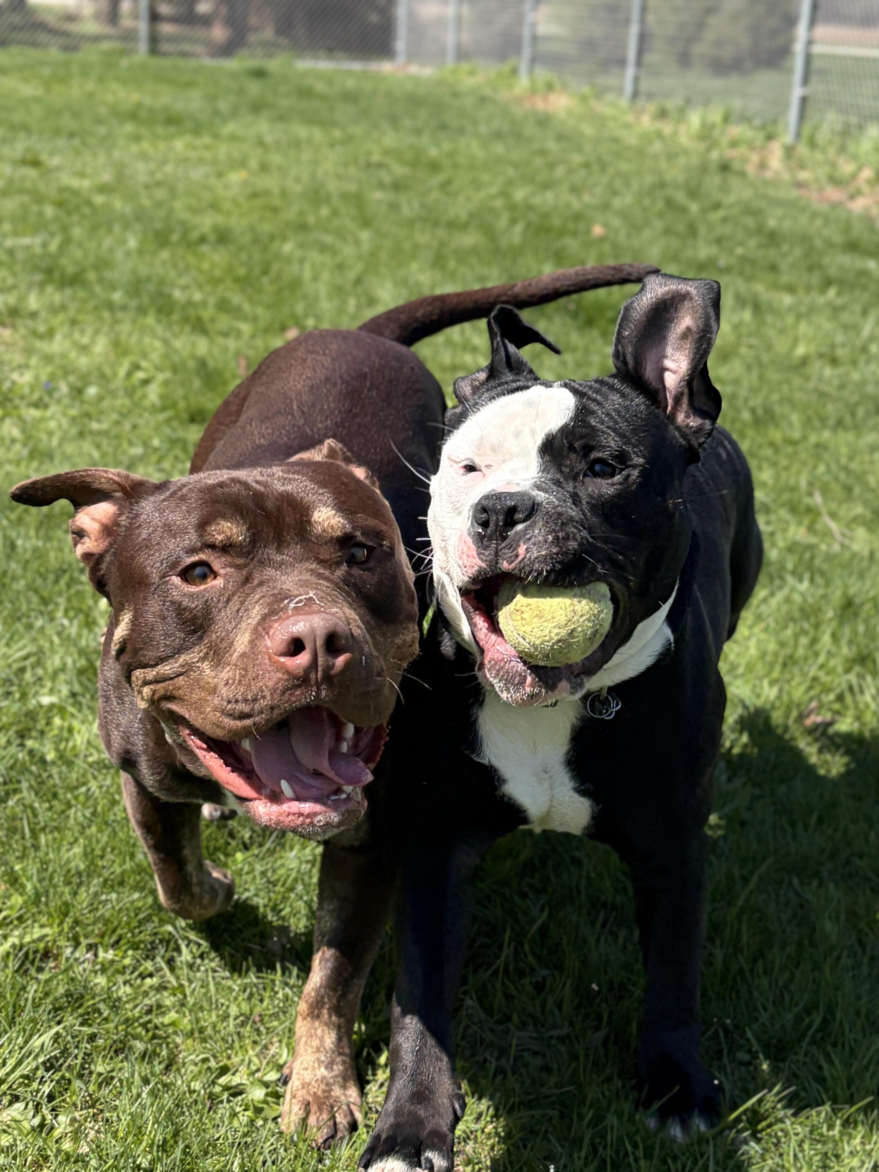 Enlarge Broly - Name Your Own Adoption Fee!, a ADOPTABLE mixed breed in Jefferson, WI image 4/4