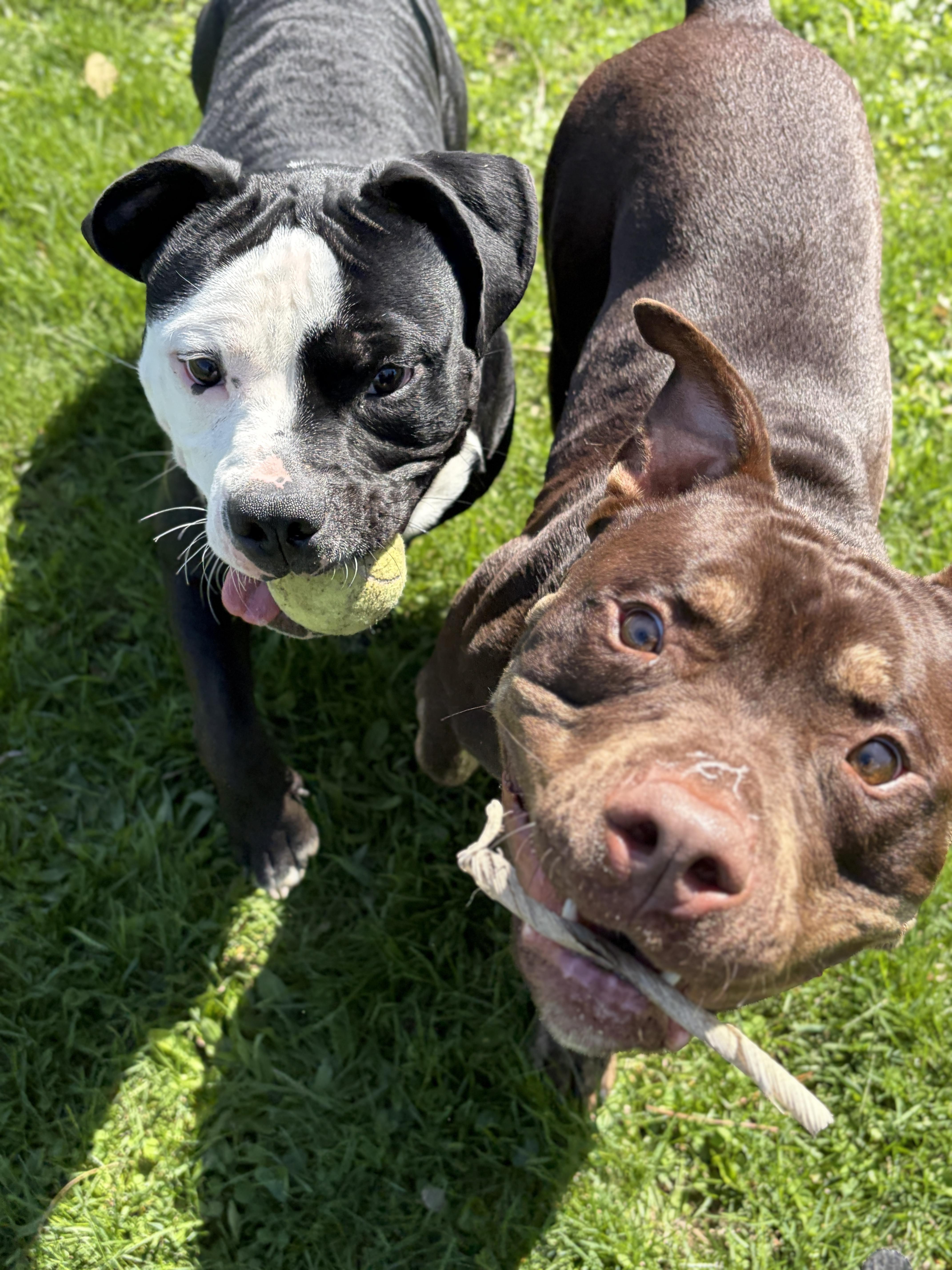 Enlarge Broly - Name Your Own Adoption Fee!, a ADOPTABLE mixed breed in Jefferson, WI image 3/4