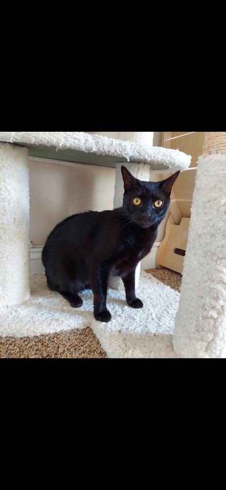 Ripper, a Adoptable Domestic Short Hair in Panama city, FL image 1/3
