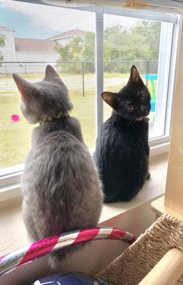 Ripper, a Adoptable Domestic Short Hair in Panama city, FL image 2/3