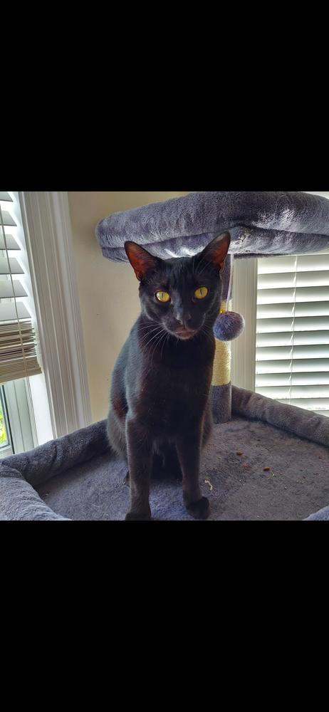 Ripper, a Adoptable Domestic Short Hair in Panama city, FL image 3/3