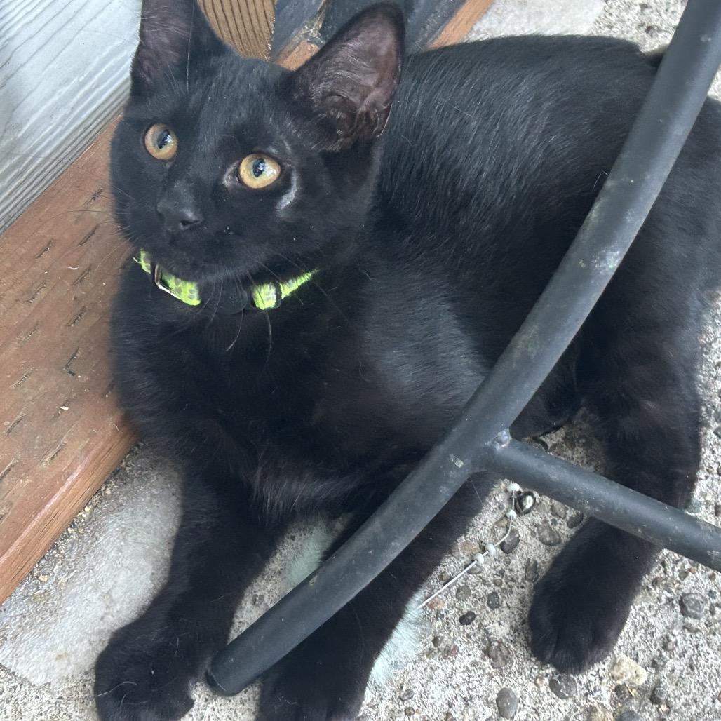 Roy, Adoptable, Kitten Male Domestic Short Hair.