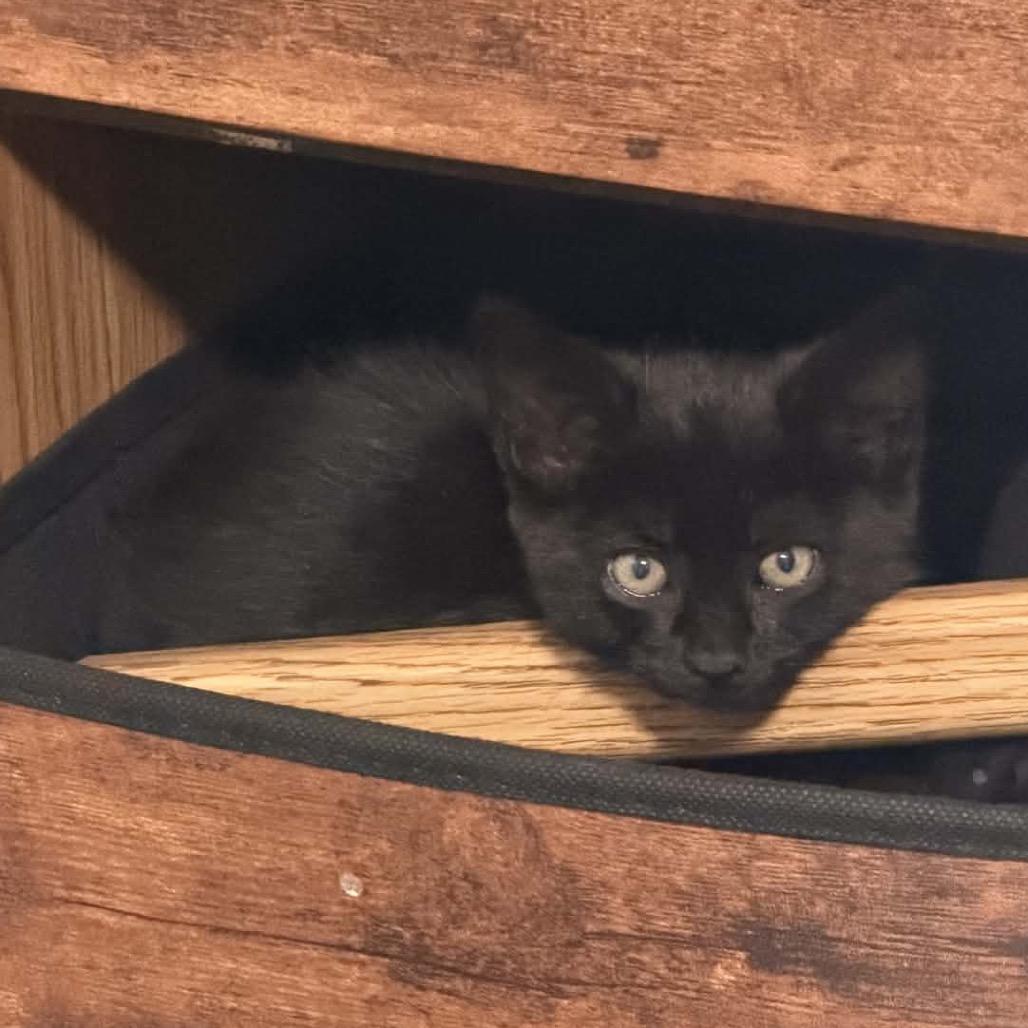 Enlarge Roy, a Adoptable Domestic Short Hair in Veneta, OR image 2/2