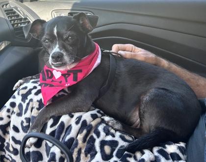 Balto — thumbnail 2